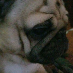 Meet your Posher, Patrick